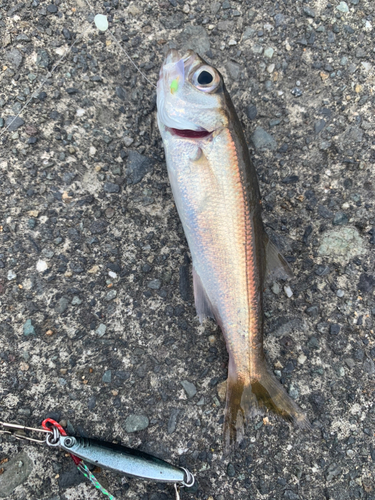 ムツの釣果