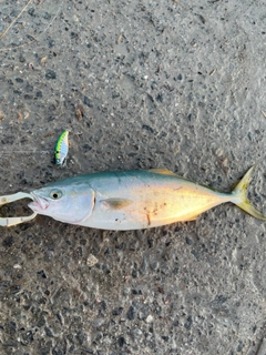 イナダの釣果