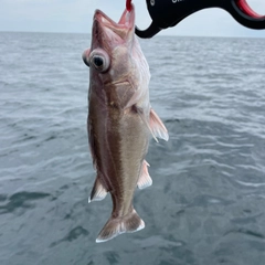 アラの釣果