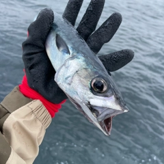 マサバの釣果