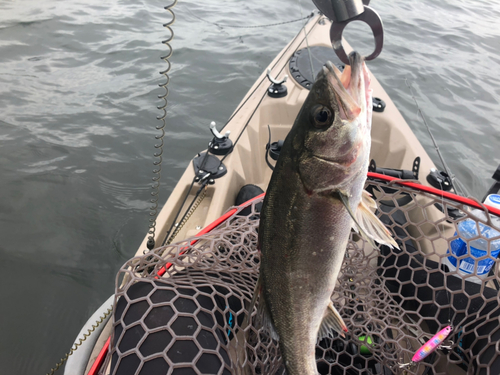 シーバスの釣果