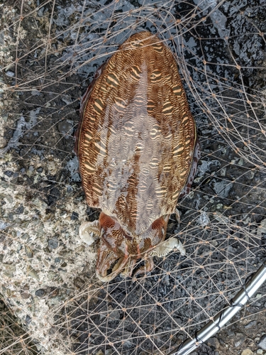 コウイカの釣果