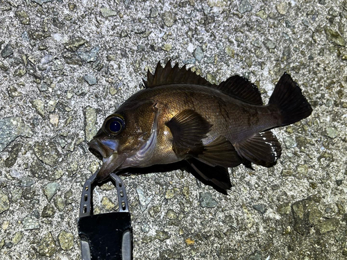 メバルの釣果