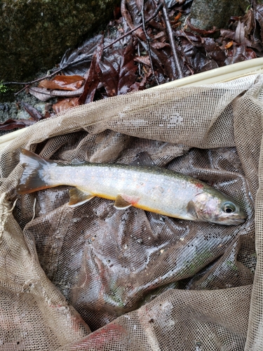 イワナの釣果