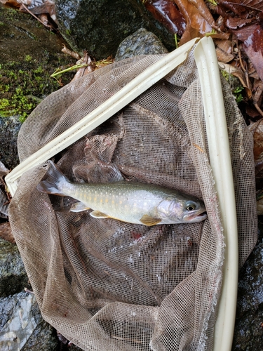 イワナの釣果