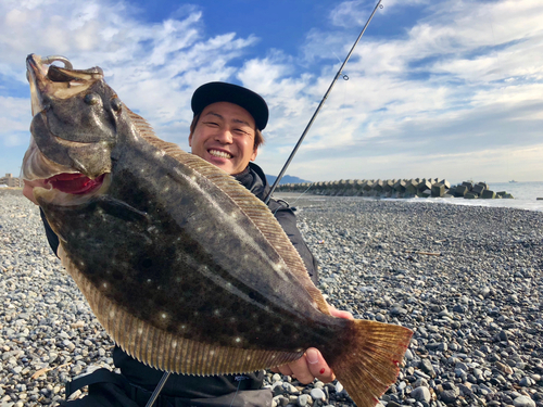 ヒラメの釣果