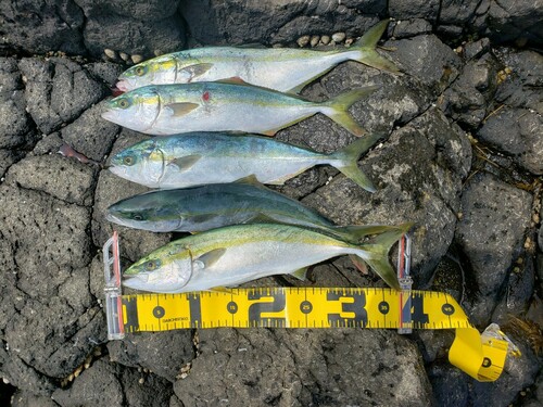 ワカシの釣果