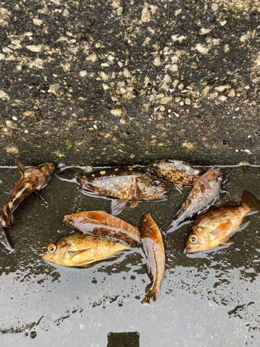 カサゴの釣果