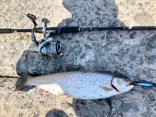 アメマスの釣果