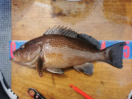 オオモンハタの釣果