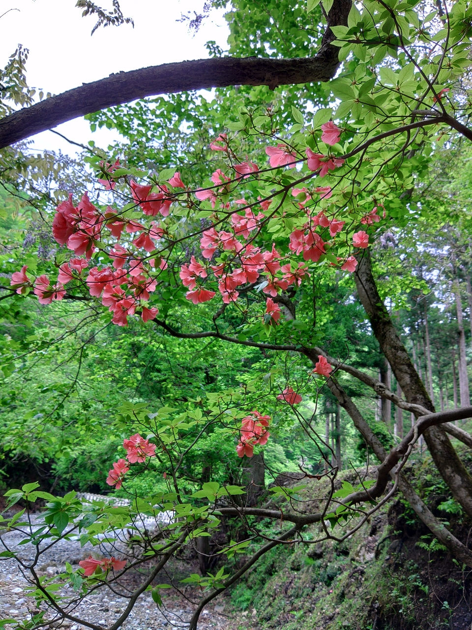 イワナ