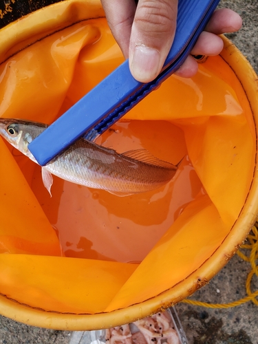 キスの釣果