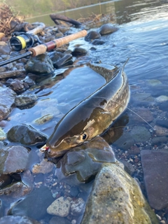 アメマスの釣果