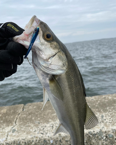 スズキの釣果