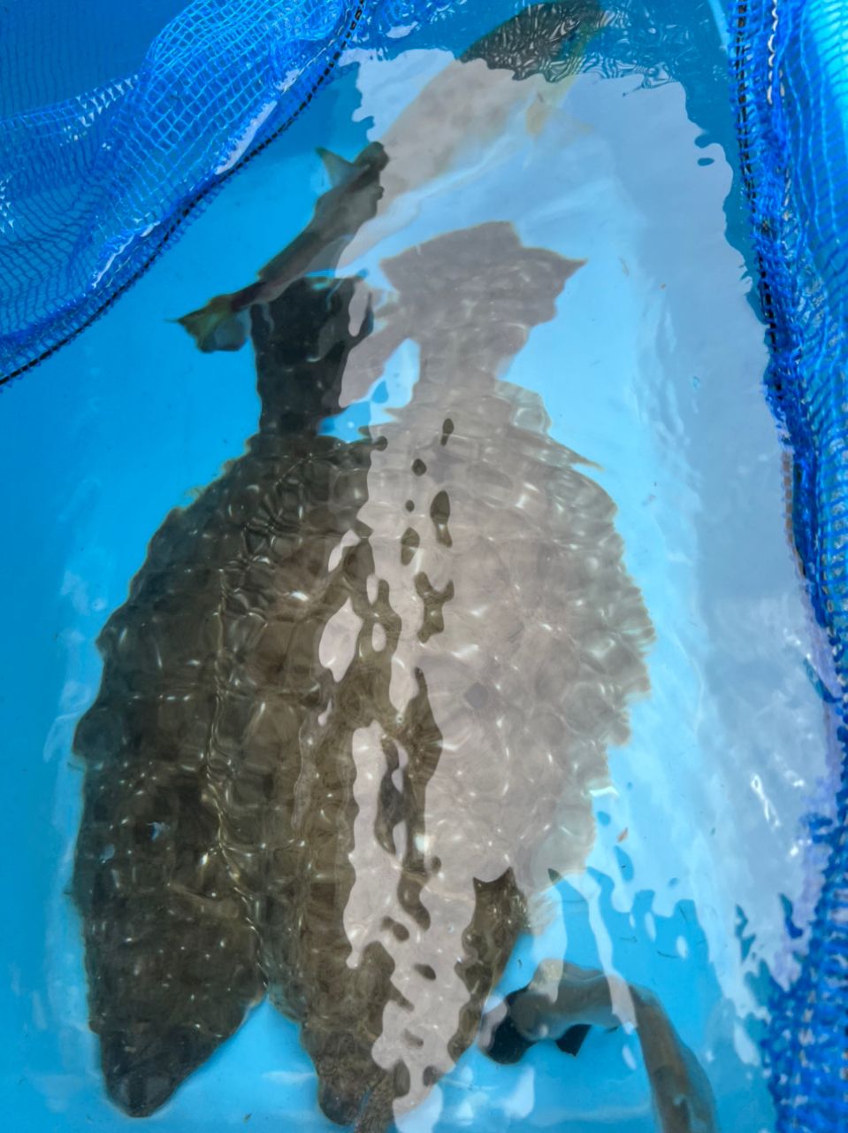 りんご飴飴さんの釣果 1枚目の画像