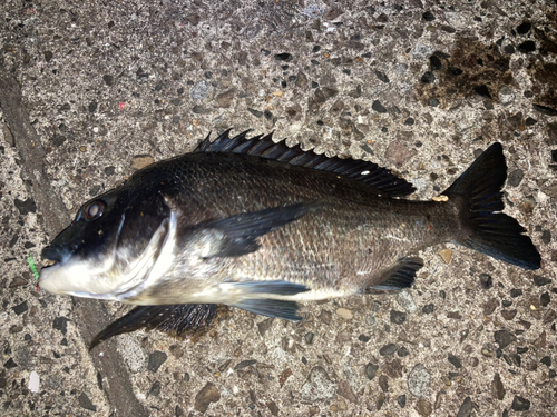 チヌの釣果