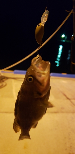 クロソイの釣果