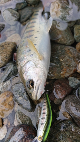 アマゴの釣果