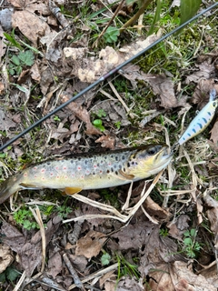 ブラウントラウトの釣果