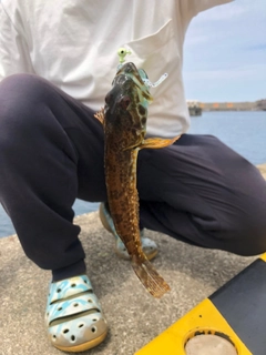 アナハゼの釣果