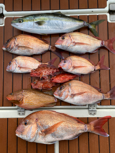 マダイの釣果