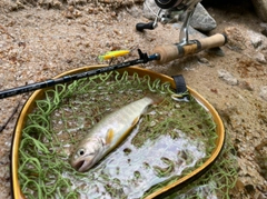 イワナの釣果