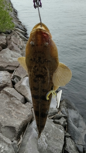 キビレの釣果