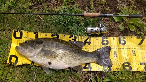 ラージマウスバスの釣果