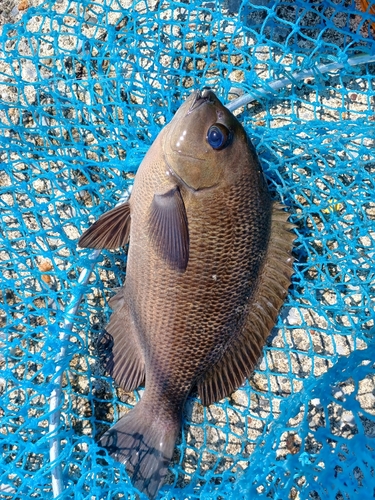 メジナの釣果