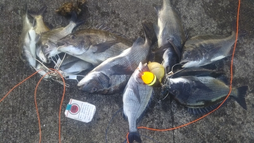 クロダイの釣果