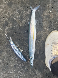 アカカマスの釣果