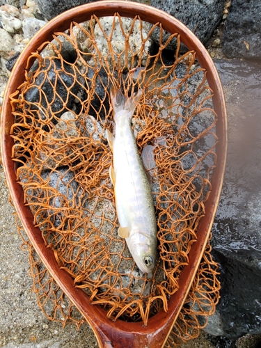 イワナの釣果