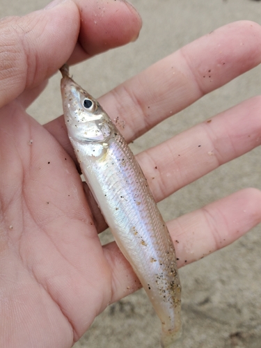 キスの釣果