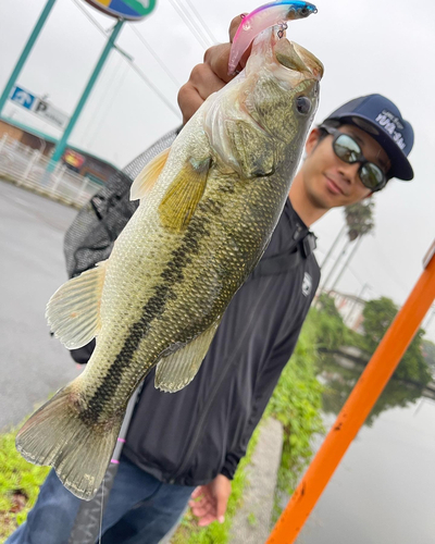 ラージマウスバスの釣果