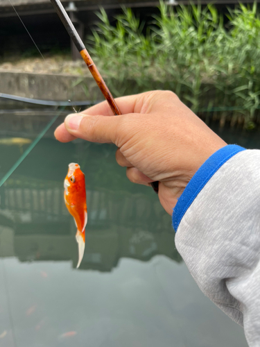 キンギョの釣果