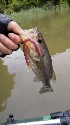 ブラックバスの釣果