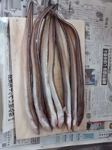 アナゴの釣果