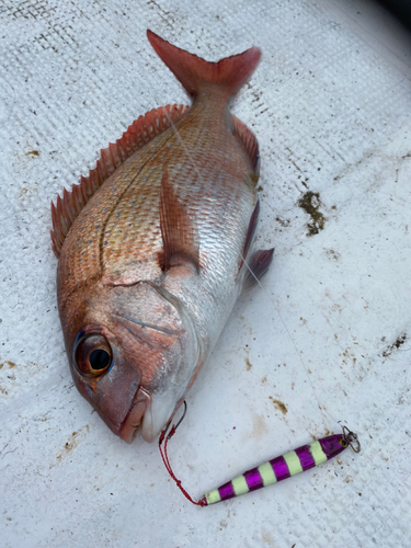 タイの釣果