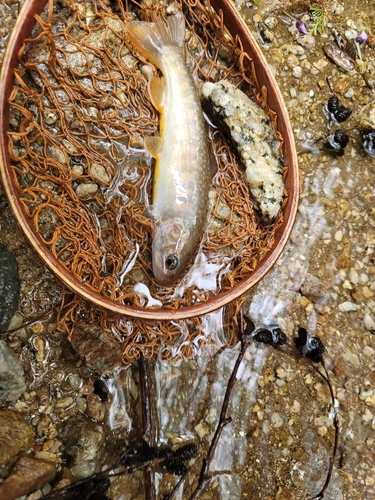 イワナの釣果