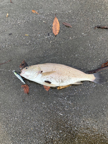 イシモチの釣果