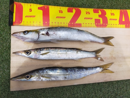 カマスの釣果