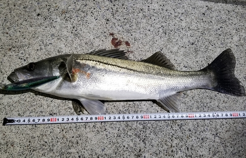 シーバスの釣果