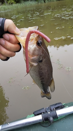 ブラックバスの釣果