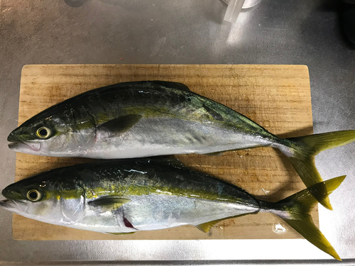 イナダの釣果