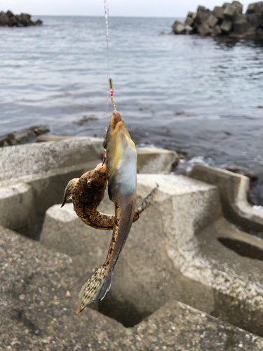 コチの釣果