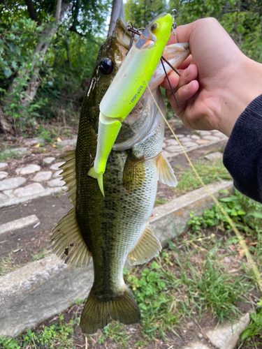 ブラックバスの釣果