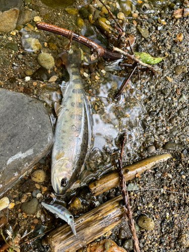 ヤマメの釣果