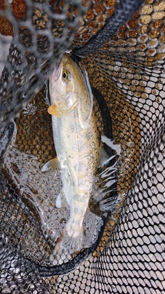 アマゴの釣果