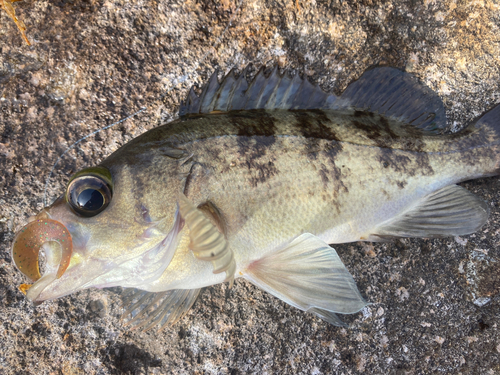 メバルの釣果