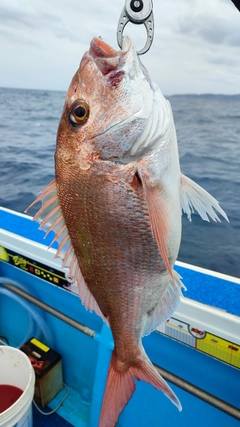 マダイの釣果